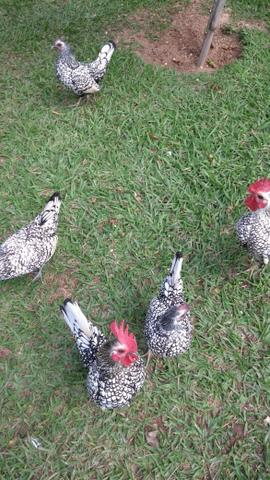 Garnizés Sebrith pratas