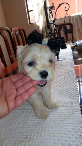 Lindas fêmeas de maltês 600