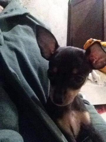 Pinscher Puro Femea