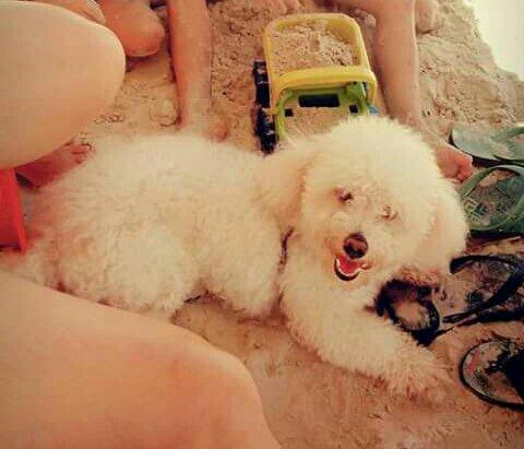 Poodle Adulto, É pra vender logo ou trocar