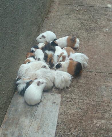 Porquinhos da índia