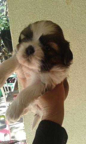 Shih Tzu Fêmea Lindíssima