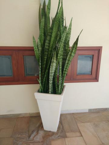 Vaso com planta