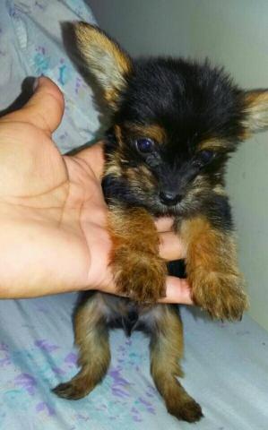 Yorkshare macho.micro 45 dias 800