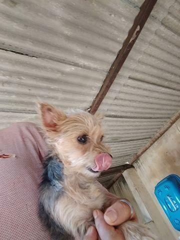 Yorkshire fêmea um ano