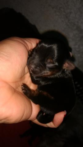 Yorkshire macho para reserva porte mini