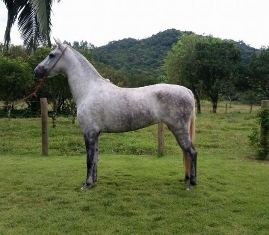 Égua marcha picada MM Registrada