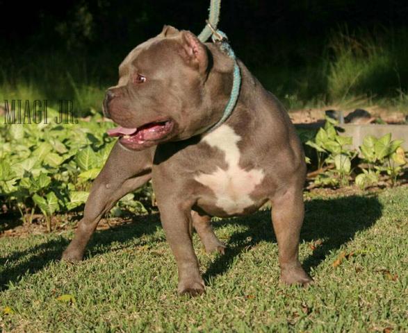 American bully cobertura filho miagi