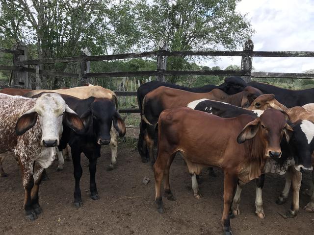 Bezerros (36 machos)