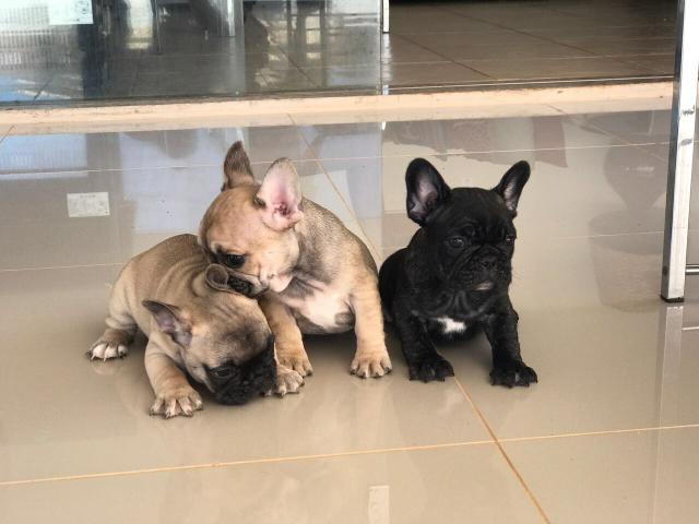 Bulldog Francês macho e femea