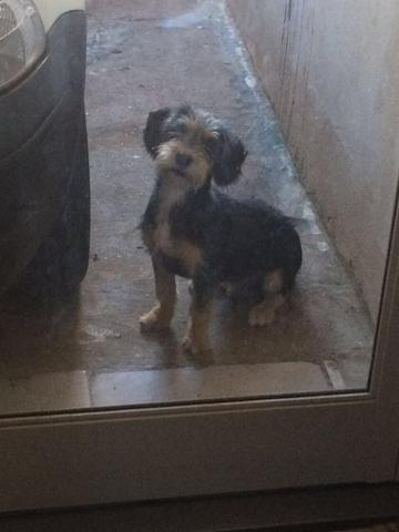 Doação de cachorro