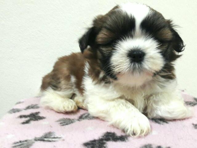Fêmea shih tzu pronta entrega