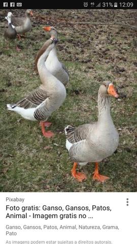 Gansos