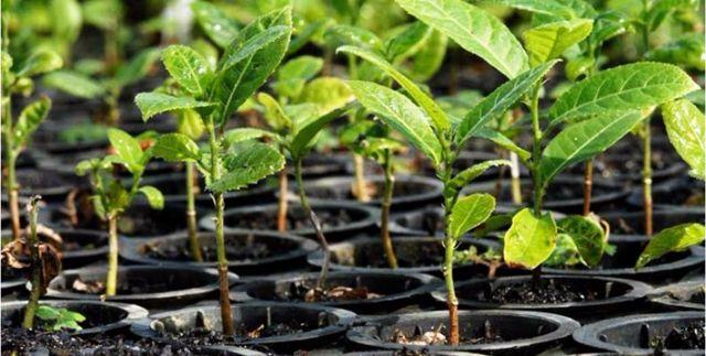 Mudas de árvores e horta