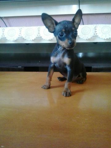Pinscher