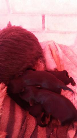 Vendo yorkshire fêmea