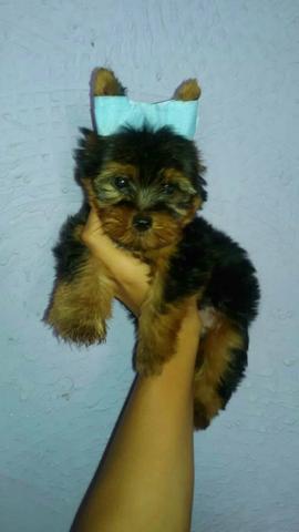 Yorkshire femea 4 meses