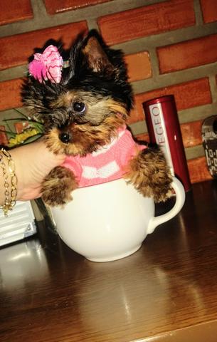 Yorkshire terrier fêmea mini