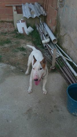 Bull Terrier