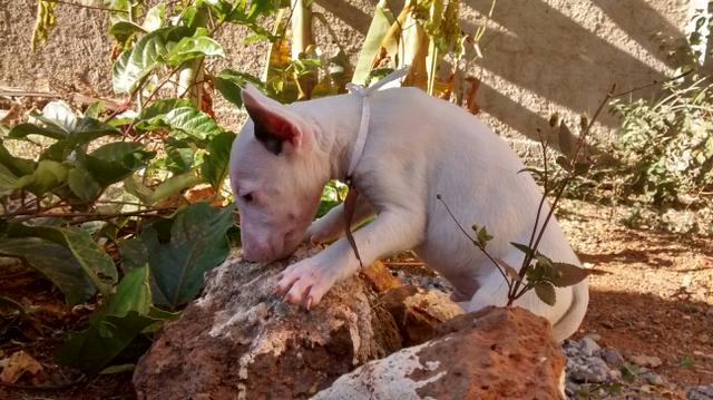 Bull terrier albino CBKC