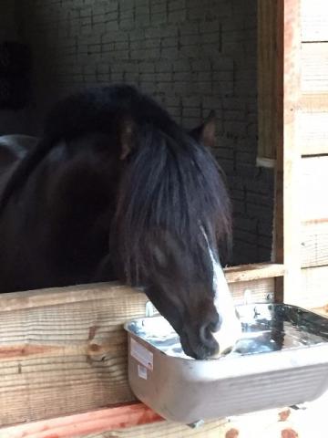 Cavalo Crioulo Cuiudo