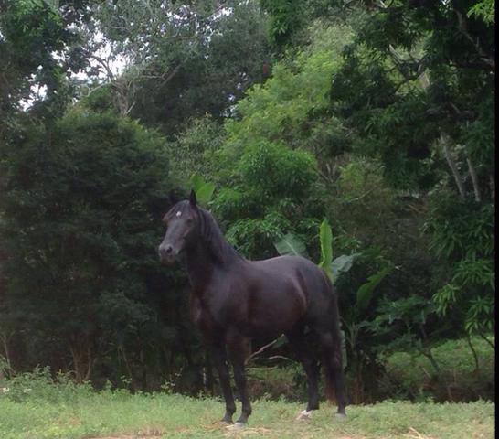 Cavalo manga larga preto escuro