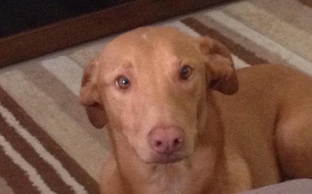 Docil cachorro para adocao