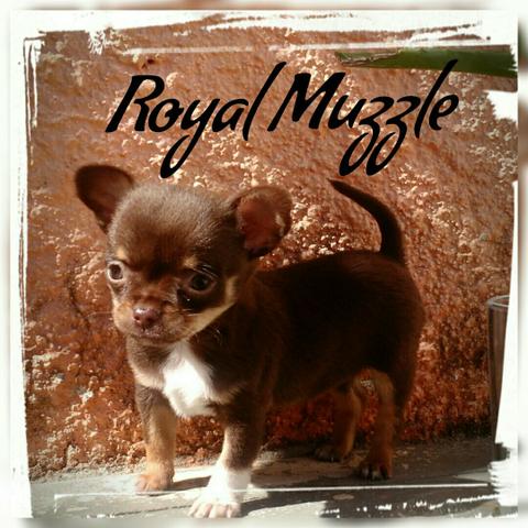 Linda Chihuahua chocolate