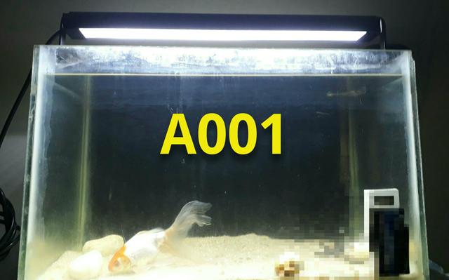 Luminária led 14w para aquários de 50 até 70cm