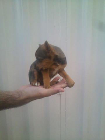 Pinscher puríssima 00 vacinada