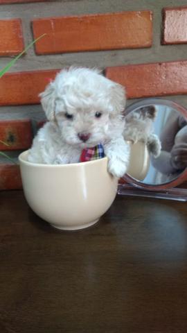 Poodle macho mini toy 450