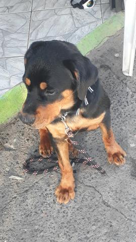 Rottweiler vendo