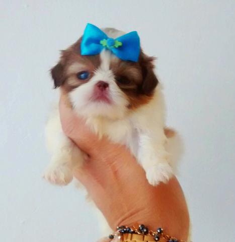 Shih tzu micro fêmea linda chocolate
