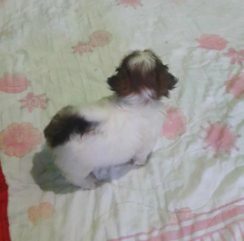 Shih_tzu femea