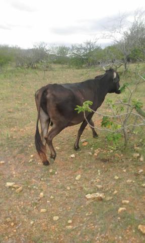 Vendo vacas prenha