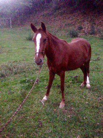 Égua (macha picada)