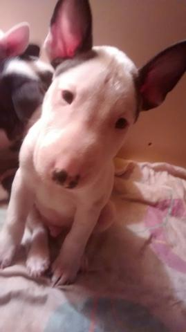 Bull terrier Pedigree CBKC
