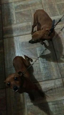 Doação de pinscher