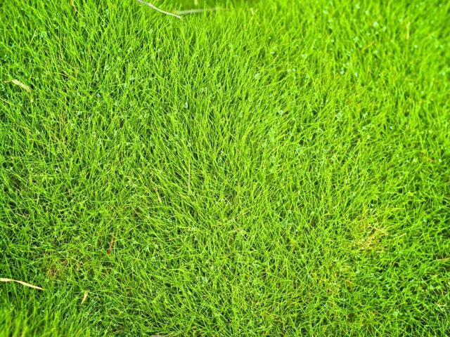 Gramas resistente a seca