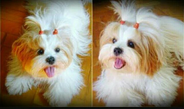 Lhasa Fêmea dourada e branca