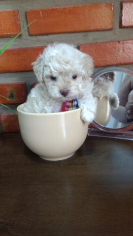 Mini toy Poodle Macho 450