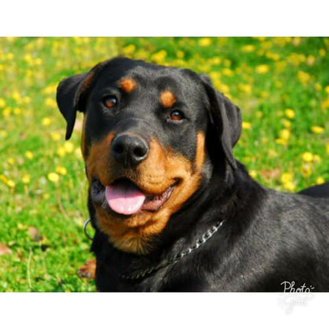 Pantera rottweiler fêmea