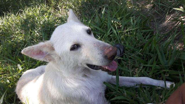 Pastor Suíço Doando