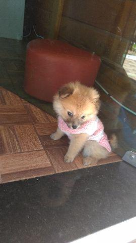 Spitz Alemão Fêmea