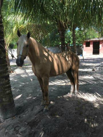 Vende-se esse cavalo campolino com 5 anos