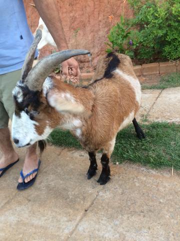 Vendo 2 cabras e um cabrito