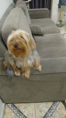 Yorkshire fêmea para crusa