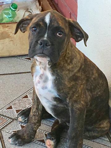 Buldog Campeiro macho