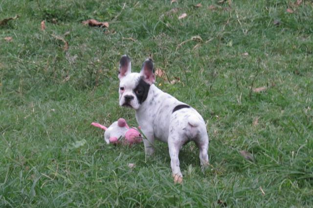 Bulldog Francês lindas fêmeas