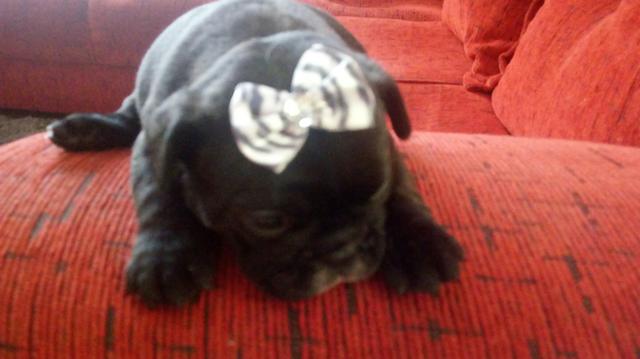 Femea de buldog francês porte pequeno